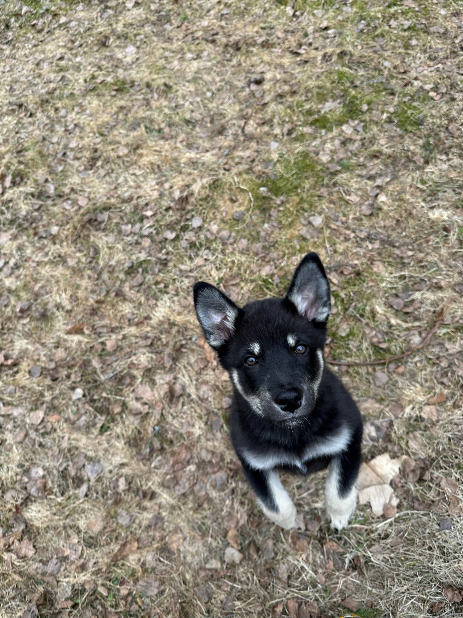 Koiranpentuarjen siivousvinkit